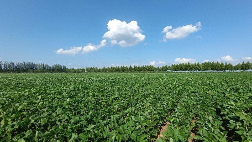 我國(guó)農(nóng)業(yè)植物新品種權(quán)授權(quán)量突破3萬件_保護(hù)_種業(yè)_侵權(quán)