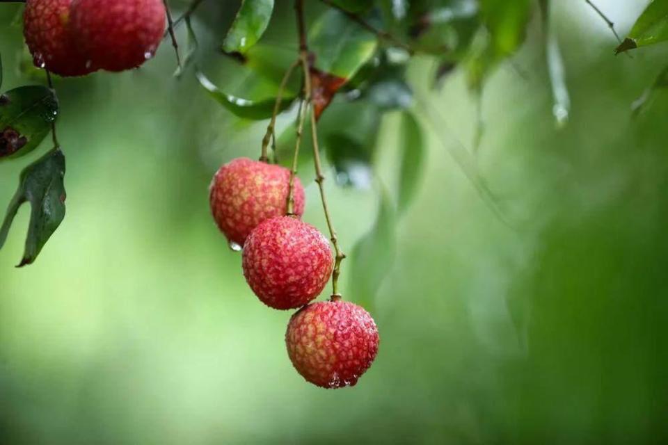 廣州增城:9個實踐點入選&ldquo;粵字號&rdquo;農業品牌目錄