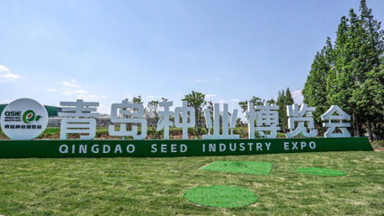 青島種業(yè)博覽會室外展區(qū)揭秘 國內(nèi)外名優(yōu)品種驚艷亮相
