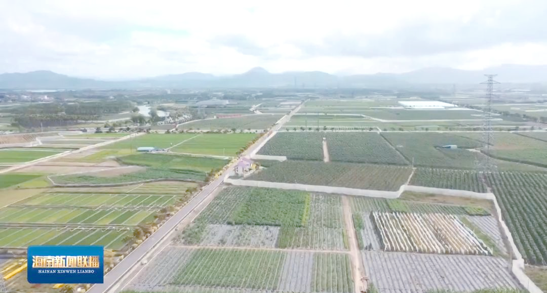 海南南繁硅谷:引領種業(yè)創(chuàng)新的先鋒力量